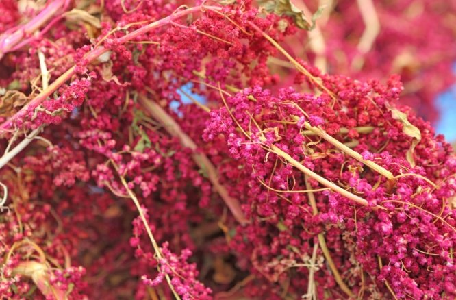 台灣紅藜 台灣紅藜