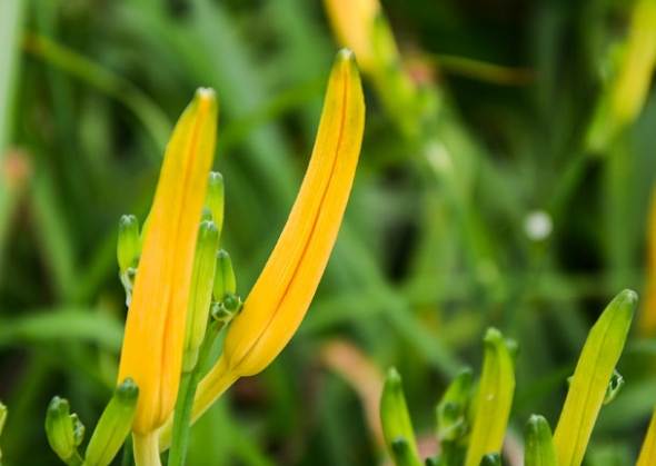 金針花睡眠功效