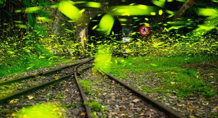 阿里山賞螢最佳時間