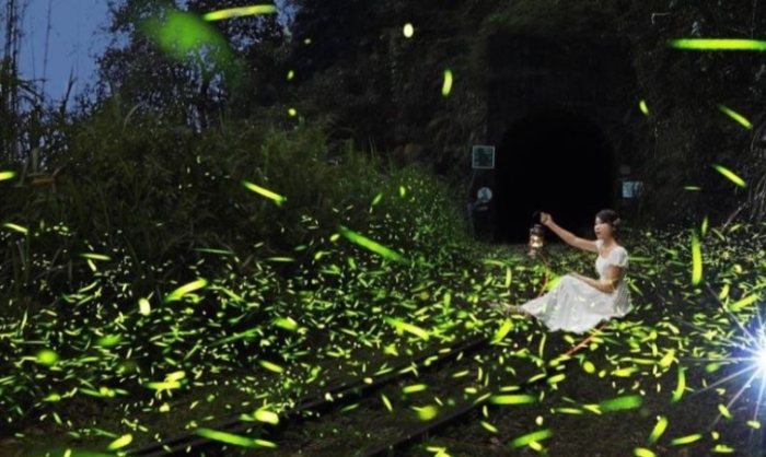 嘉義賞螢季節 嘉義賞螢季節