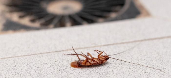 廚房小蟑螂消滅 廚房小蟑螂消滅