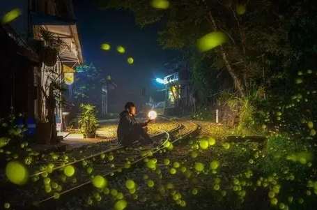 嘉義賞螢季節 嘉義賞螢季節