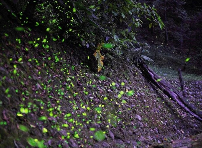 台灣螢火蟲季節