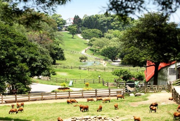 通霄一日遊行程 通霄一日遊行程