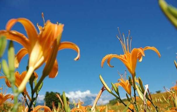 金針花睡眠功效