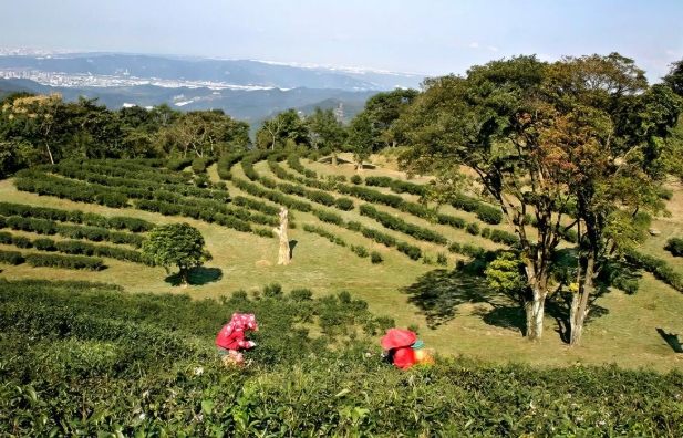 台北休閒農場 台北休閒農場