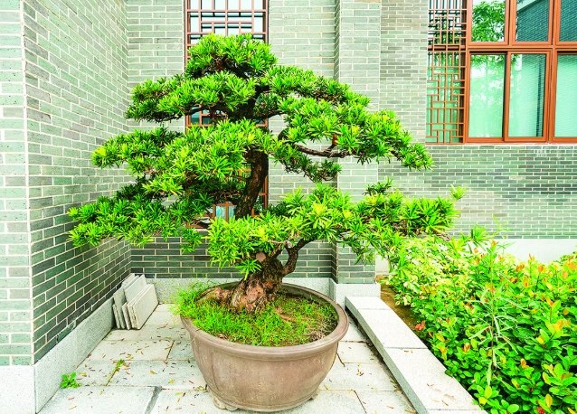 羅漢松種植方法