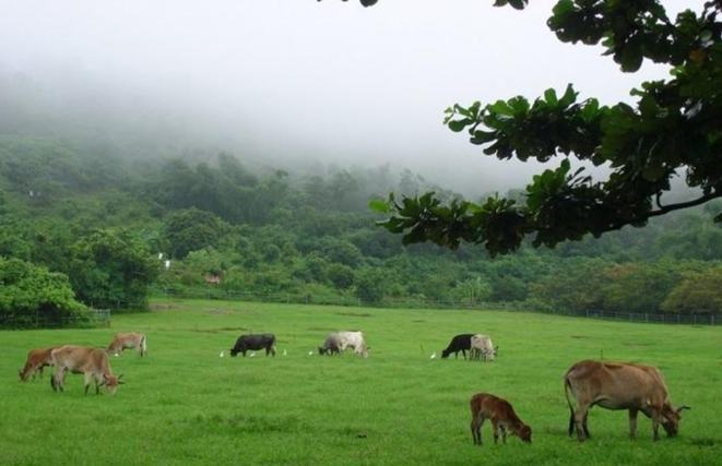走馬瀨農場發展史 走馬瀨農場發展史