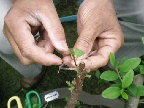罗汉松嫁接步骤