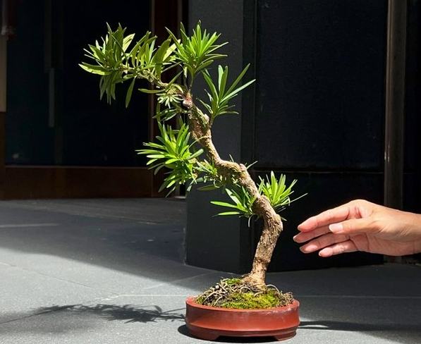 蘭嶼羅漢松種植