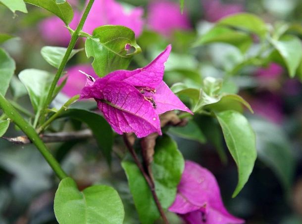 九重葛缺鐵症狀