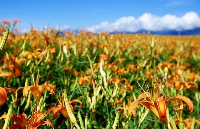 金針花助眠方法