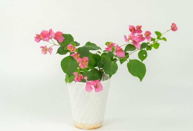 三角梅開花技巧