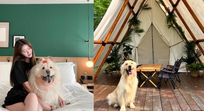 沙鹿寵物友善旅館 沙鹿寵物友善旅館