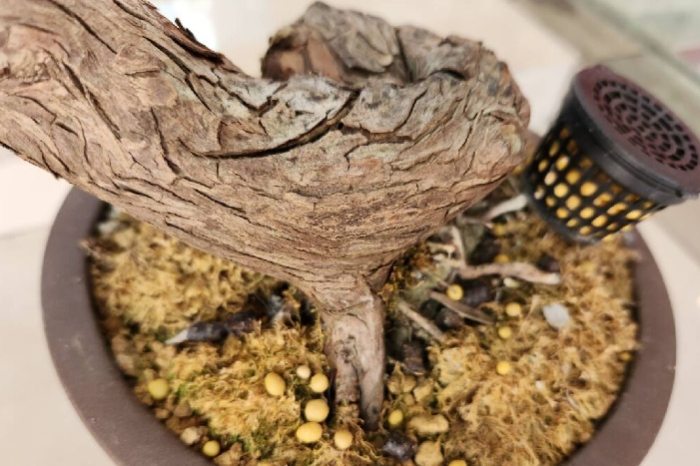 羅漢松病害防治