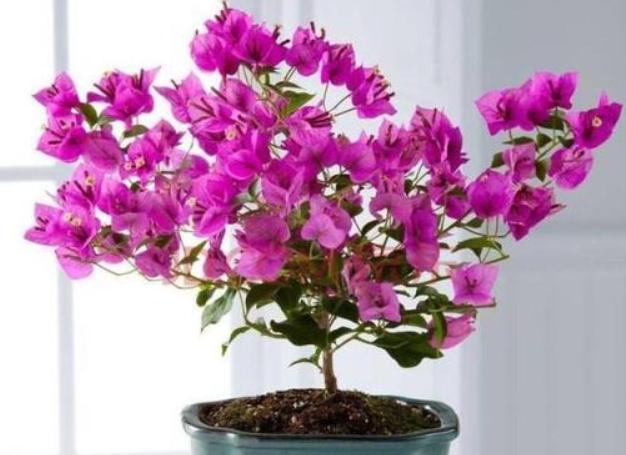 九重葛開花促進