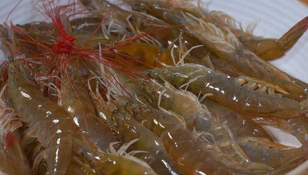 白灼蝦秘訣 白灼蝦秘訣