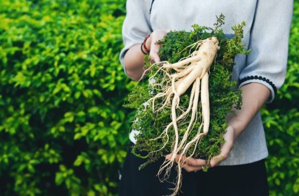 鮮人參食用注意事項