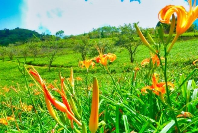 台灣金針花睡眠