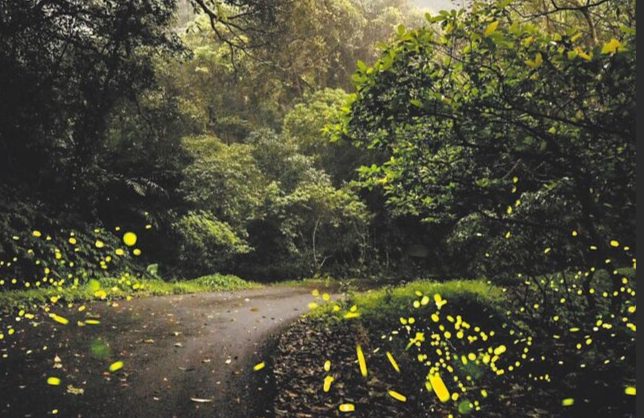 台灣螢火蟲季節