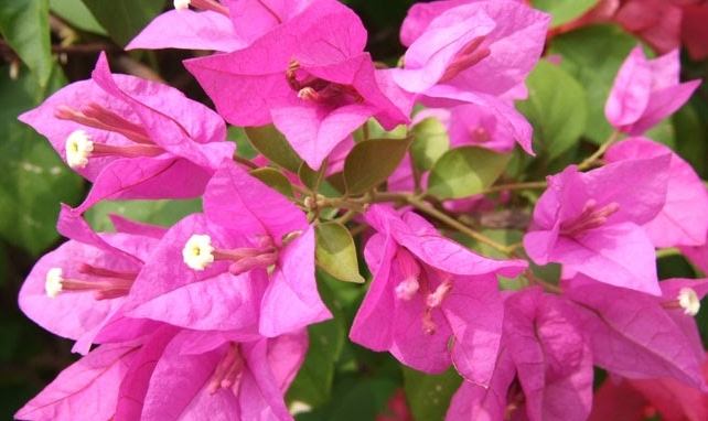 九重葛照顧技巧