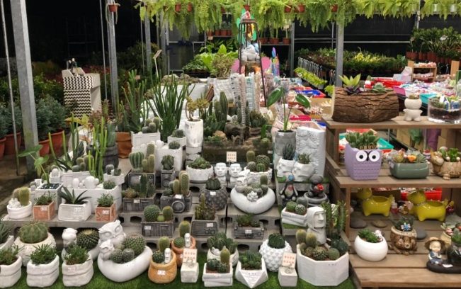 中壢花市哪裡買 中壢花市哪裡買