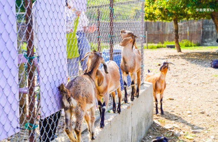 日月潭周邊遊玩