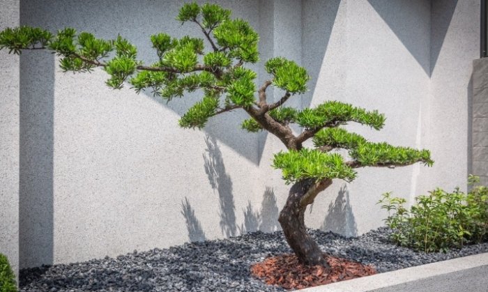 羅漢松養護方法