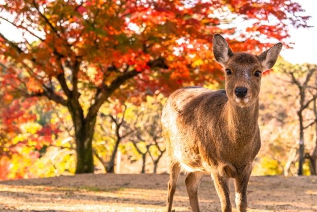 關西自由行 關西自由行