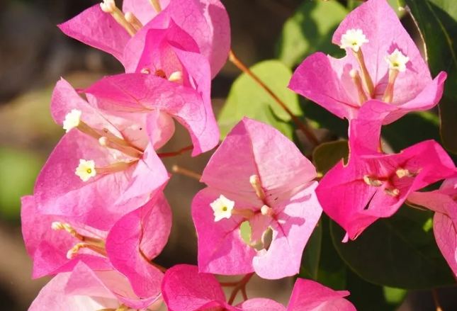 九重葛有刺 九重葛有刺