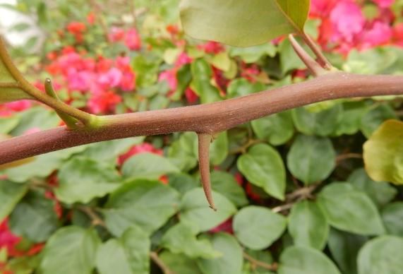 九重葛刺處理 九重葛刺處理