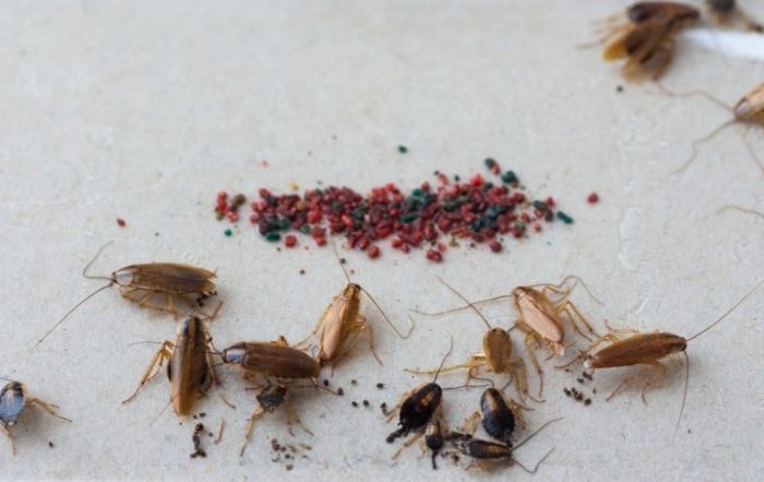 小蟑螂防治方法 小蟑螂防治方法