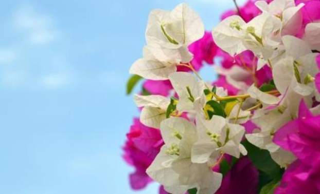 三角梅養護方法