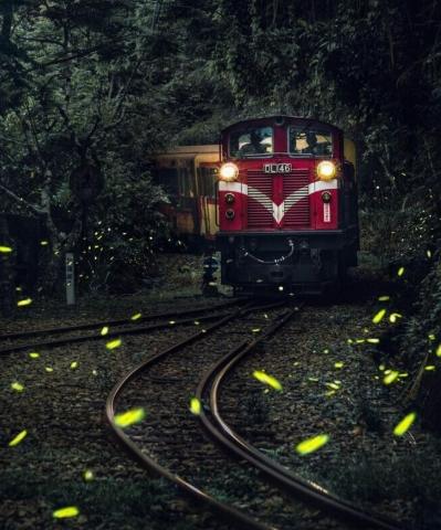 阿里山螢火蟲季節