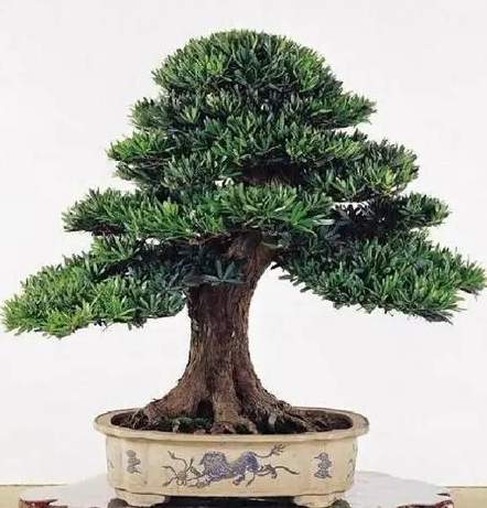 雀舌松盆景技巧