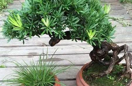 羅漢松養護方法