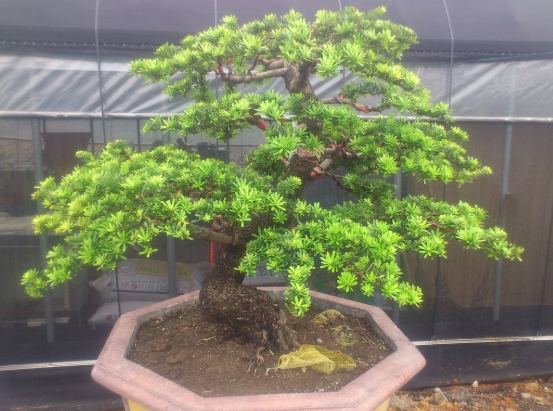 蘭嶼羅漢松病蟲害防治