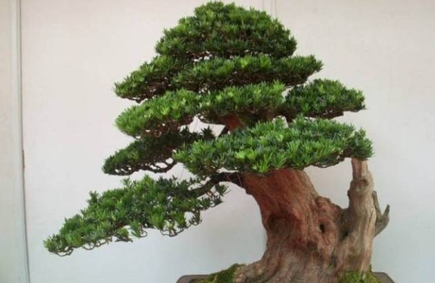 羅漢松藥用價值