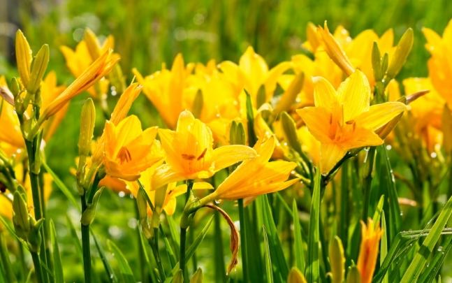 金針花助眠方法