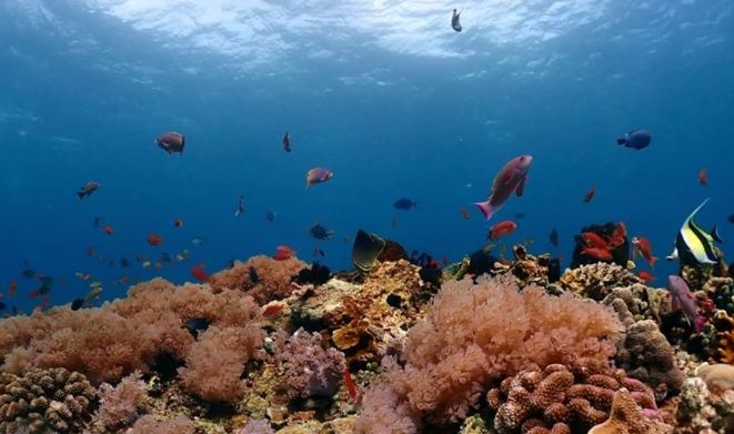 台灣海洋魚類分布 台灣海洋魚類分布