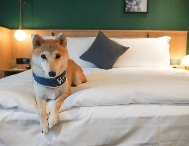 基隆帶寵物住宿 基隆帶寵物住宿