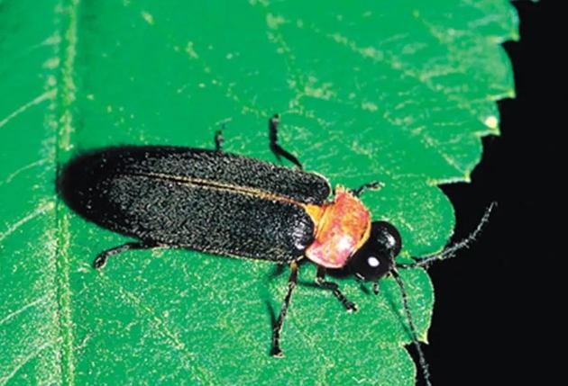 螢火蟲觀賞地點