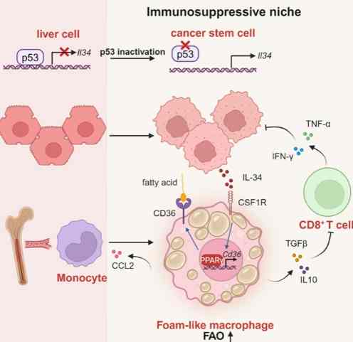 蛋白質變性健康風險