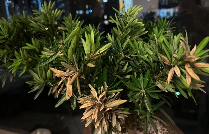 羅漢松病害防治