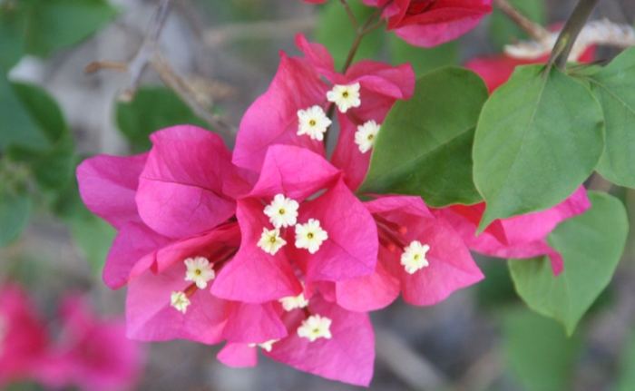 九重葛有刺 九重葛有刺