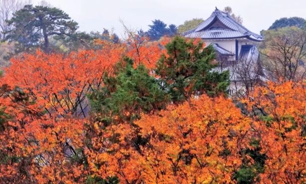 金澤賞楓 金澤賞楓