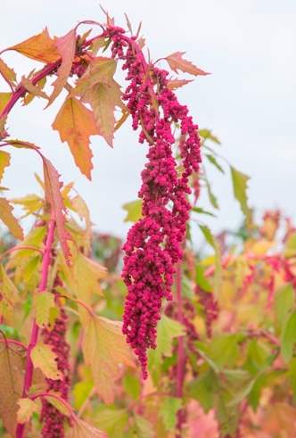 台灣紅藜 台灣紅藜