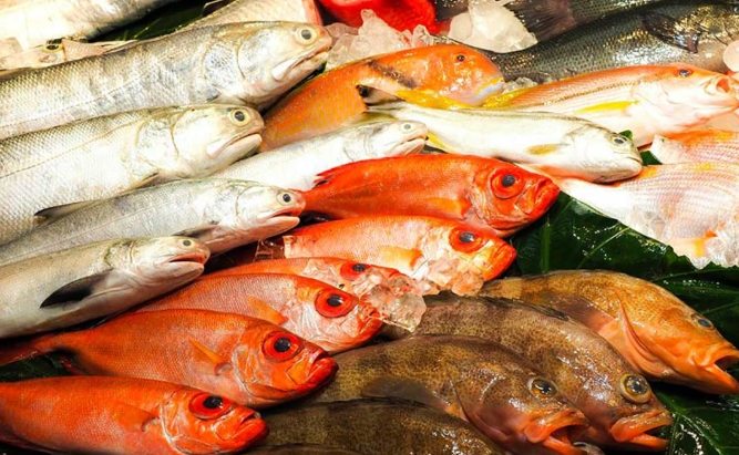 台灣常見海魚 台灣常見海魚