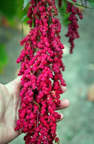 紅藜營養價值 紅藜營養價值