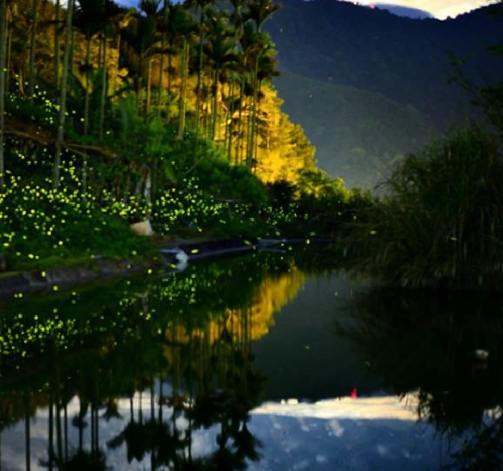阿里山賞螢最佳時間